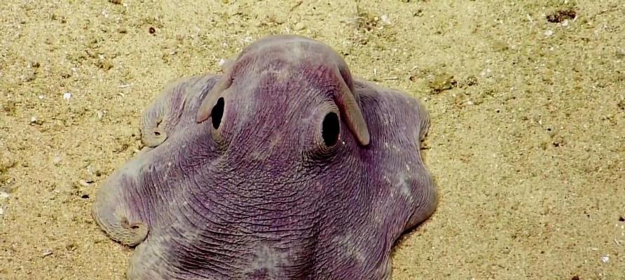 神秘海底深渊的生物奇观（探秘一万米深海生物世界的奇妙之旅）